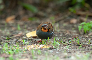 Rufous-throated Partridge, Beautiful bird in Thailand.
