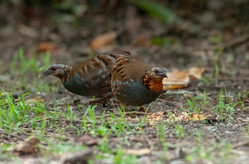 Rufous-throated Partridge, Beautiful bird in Thailand.