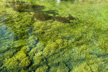 green grass and water