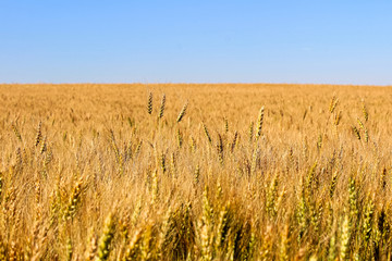 Barley heads stand out in a field of ripening grain
