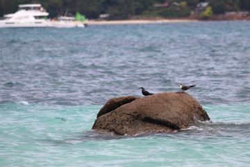 Fototapeta premium curieuse