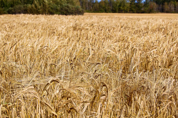 A field of golden barley in the fall