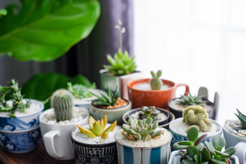 Fototapeta na wymiar Cactus in a beautifully decorated pot on table.