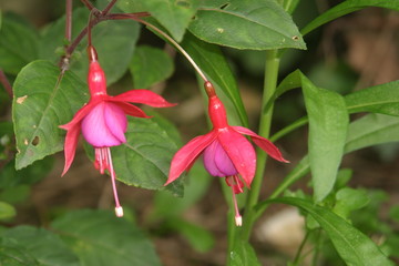 Fuschia