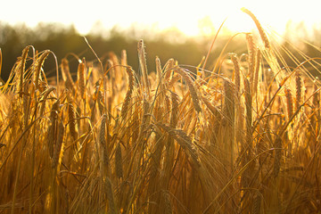 Side view of heavy barley heads bending highlighted by a sunset - obrazy, fototapety, plakaty