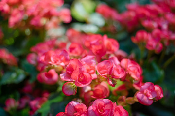 Numerous bright flowers of tuberous begonias (Begonia tuberhybrida) in garden