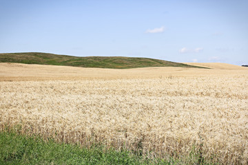 A landscape of green hills and pale barely