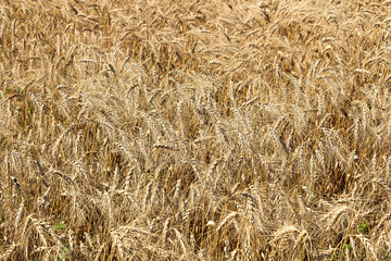 A detailed background of ripe barely heads