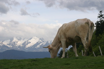 Vaches Pic du midi Pyrénées-3