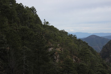 Naklejka premium bosque