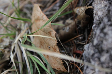 bosque