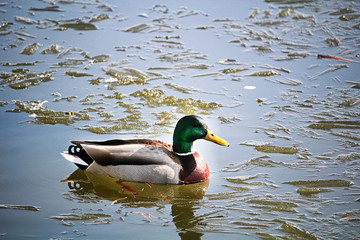 Obraz premium A side view of a male mallard swiming in icy water