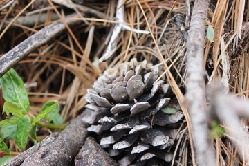 Bosque