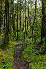 Obraz premium A pathway through the woods in New Zealand