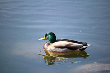A male mallard swims in calm water