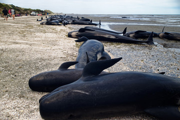 Dead pilot whales at a whale stranding on Farewell Spit, New Zealand