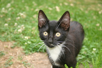 Chaton aux grandes oreilles