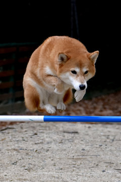 アジリティ Images Browse 117 Stock Photos Vectors And Video Adobe Stock