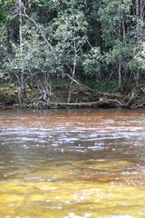river in the forest