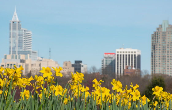 Downtown Raleigh skyline with yellow daffodils in the spring