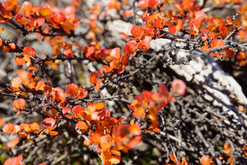 Herbstfarben, Nähe Myvatn, Island