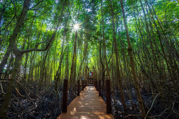 Obraz premium bridge wooden walking way in The forest mangrove in Chon Buri province,Thailand.