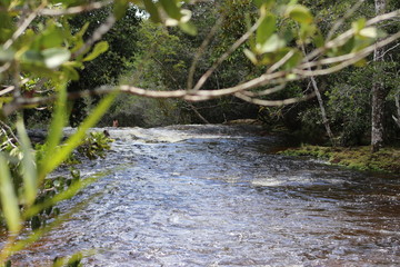 stream in the forest
