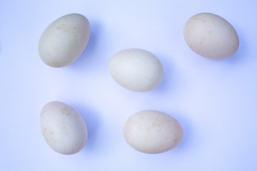 Five duck eggs on white background