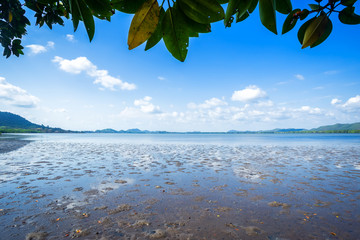 The forest mangrove and the sea the horizon in Chon Buri province,Thailand.
