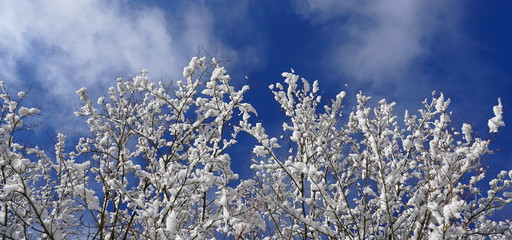 Close up tree branches covered with snow against blue sky. Incredible beautiful winter background.