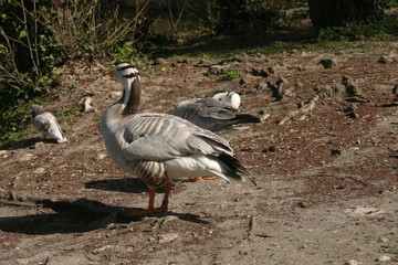 Oie à tête barrée Anser indicus Anatidae