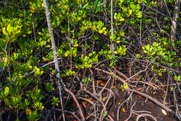 Mangrove trees forest, Chon Buri province, Thailand.