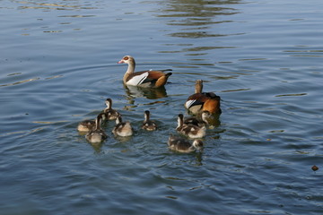 Famille ouettes d'Egypte anatidae Alopochen aegyptiacus-1