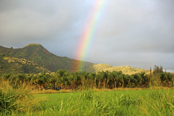 Rainbow rising from palm trees plantation - Hawaii, Kauai