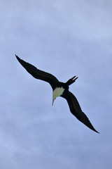greater frigatebird