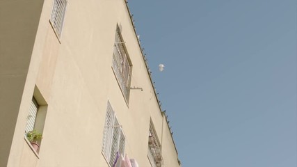 White pigeon fly next to group of pigeons who rest on old building