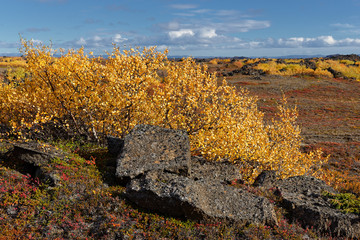 herbstlicher Wald, Nähe Myvatn, Island