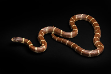 Common Kingsnake - Lampropeltis getula southwest snake non venomous