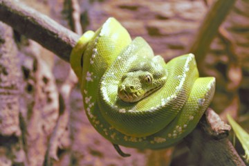 Green Tree Phyton - Morelia Viridis