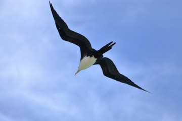 greater frigatebird