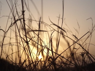 grass and sky