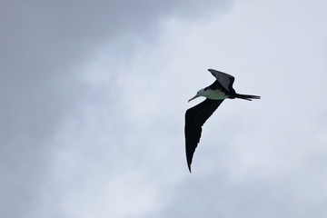 greater frigatebird