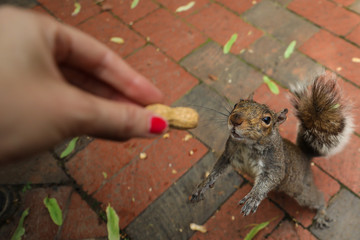 An Eastern gray squirrel eats a peanut on a park bench 