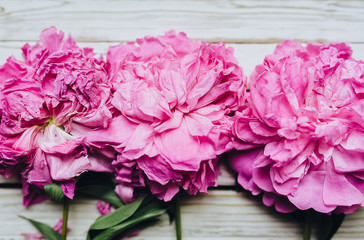 Three pink faded peonies on grey wooden background. Top view. Mothers Day, Valentines Day, Birthday concept. Greeting card.