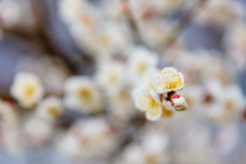 plum blossom the beginning of spring