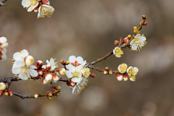Obraz premium plum blossom the beginning of spring