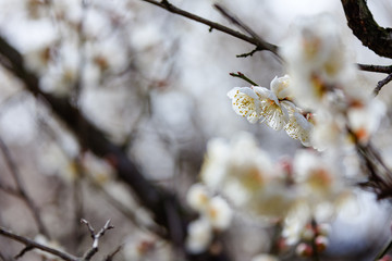 plum blossom the beginning of spring