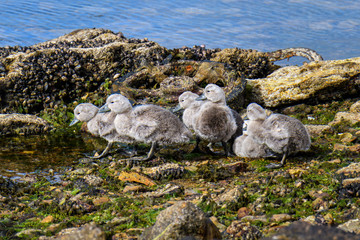 Falkland Steamer Duck chicks at water’s edge with trash and pollution, seaweed, and muscles, Falkland Islands