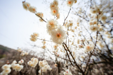 plum blossom the beginning of spring