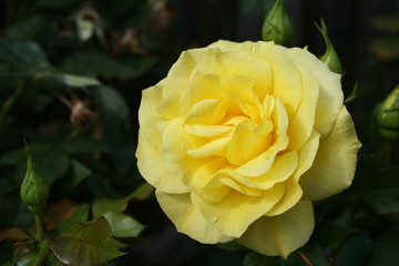 Rose - Florabunda 'Friesia'